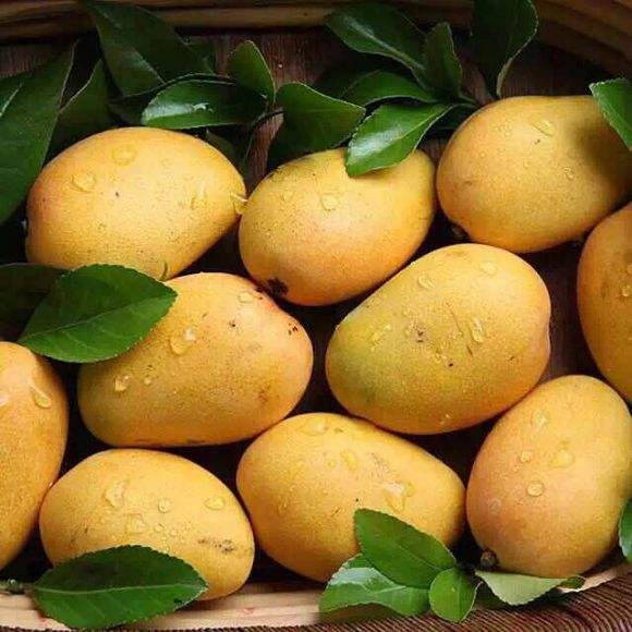 塔罗科血橙大果泰国干尧榴莲肉现切油桃纯肉水仙芒中果小台芒玫瑰香橙小果手撕玫瑰香橙礼盒装巧克力草莓大果手提篮子黑加仑葡萄无籽夏黑葡萄蒲江耙耙柑礼盒装混搭水果礼盒千禧小番茄