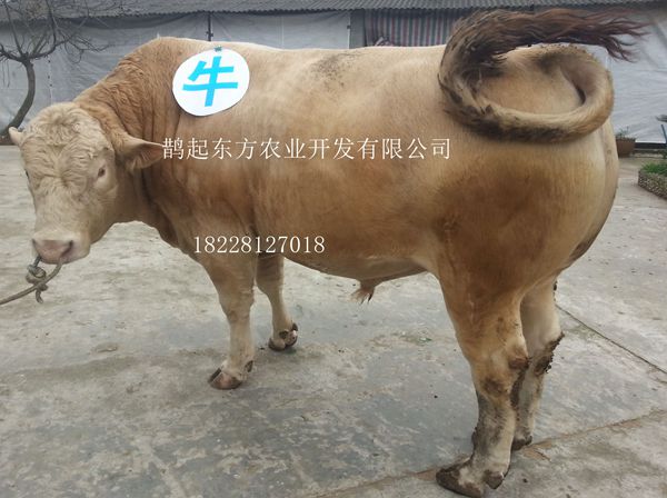 四川大型眉山肉牛养殖场经20多年创新，积累丰富的肉牛养殖经验和先进的养牛技术，肉牛发展，我公司在各乡村发展肉牛养殖户、建养牛场、养牛基地、肉牛养殖基地用尽自己全部 精力，在未来的养牛业中，企业不断努力开拓肉牛市场，积极提升肉牛养殖技术，努力打造现代化的肉牛养殖场（肉牛养殖基地）。肉牛养殖在未来10年会成为农业战略主导产业，肉牛养殖业农业中率先实现现代化肉 牛养殖的发展成为保障食物安全和促进农民增收的主要支柱，国家明确肉牛养殖在现代农业的战略主导地位，以肉牛养殖业为重要核心，加快肉牛养殖业的发展。在未来10年的大力投 入针对肉牛养殖业可持续发展所面临的科技瓶颈，实施包括肉牛养殖技术，现代肉牛养殖、肉牛科技创新专项未来肉牛养殖基地发展非常乐观。肉牛养殖作为中国农业现代化的一部分，是支持和掩护农 业的特种养殖业，肉牛养殖业的成长前景将备受瞩目，中国政府将会持续加大支持力度以确保肉牛养殖业长期成长。《四川省畜牧业发展“十二五”规划》就提出了以牧草、山草、农作物秸秆来换肉的工程，未来肉牛 养殖是大好前程。四川眉山富农肉牛养殖场，教你怎样养牛，走出养牛误区。欢迎各界肉牛养殖户考察、参观、洽谈。
联系人：张女士
手机：13696085778 
联系人：甘红英
手机：13890344268
座机：028-38419482
Q Q:1446188888
地址：四川省眉山市东坡区崇仁镇合林村4组