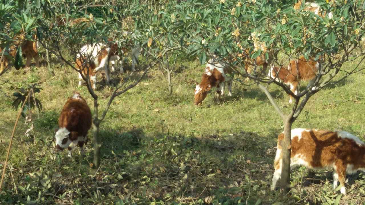 江油市武都镇红牛肉牛养殖场位于江油市武都镇金龙村五组，办公人员达到20人。养殖场规模达到2000平方米左右，专业提供：优质良种肉牛种苗，小牛，种牛，西门塔尔牛，夏洛莱牛，利木赞牛，我养殖场品种肉牛具有生长周期短、抗病性强、屠宰率高等特点。肉牛生长快、体格大肉多、肉质好，肉牛8-10月龄即可育肥出栏，体重可达1000-1400斤，***重可长2000多斤。 
       公司电话：18608148088    0816—3870005
       微      信 ：18608148088    QQ: 992327733
       我养殖场每年向广东、广西、山东、福建、湖南、湖北、云南、贵州、重庆、四川等地区销售数万头的肉牛养殖繁殖基地，并热诚欢迎各界朋友到基地进行实地考察、参观、学习、指导。 
       我们的优势：
       1.牛源齐全：我们的养殖场有20000多头良种母牛，所以能长期、大量提供优良牛犊。
       2.优良的品种和便宜的价格：我们引入纯种西门塔尔牛，夏洛莱牛颗粒冻精，开展细管冻精技术改良肉牛，保证小牛品种纯而且价格便宜，并将我场规模养殖的优势直接优惠与养殖户。
       3.专业的服务：我们有20年的养殖经验，和专业的养殖技术。我们会提供一整套养殖的技术与方法，和详细的内部饲料配方，保证养殖户的利益******化。 
       4.安全的运输：企业自己有运输车辆，运输成本低，原则上距离比较近的客户都免费运输。司机有专门运输小牛的经验，能保证小牛安全抵达目的地。 
       江油市红牛肉牛养殖场坚持“品种至上，科学管理，稳健经营” 
       希望能和养殖户共同发展，一起把养牛事业做大做强！