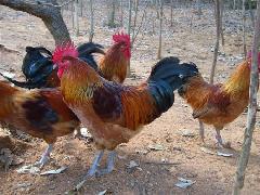 　　腾友土鸡苗主要特征:青脚、青嘴、白皮肤、快羽，公鸡毛色黄红，母鸡毛色以黄、黄麻为主，性成熟早，冠大直立、鲜红,体型丰满，体态均匀、整齐度高。生长周期为120天，母，鸡体重1.25kg-1.5公鸡体重1.5-2.25kg，公鸡单大直冠，羽毛鲜红，尾羽黑色泛绿光，整鸡呈元宝型。青脚土鸡性好动，适合散养，耐粗粮，对气候温差反映较小，南北方均适合养殖 。

　　模式推行:腾友禽业近年来探索出一条成功的养殖模式即:

　　1、林地养鸡模式，即利用现有树林或退耕还林地方每亩散养50只鸡，采用天然散放。

　　2、山岗放养模式:利用荒坡，荒山岗天然散放，每亩散养50只。

　　3、稻荒田放养模式:在收割水稻季节，提前一至二月购进鸡苗，等水稻收割之后，直接将鸡放入稻茬田中，每田可散放100只。

　　4、种草养殖模式:即没林地也没山岗的平原地区，可以种植牧草圈养，每亩圈养500只。每亩牧草可供养3000只鸡。

　　腾友土鸡养殖优势:

　　优势一:抗病力强 防疫力高 此品种系纯正的土鸡品种，没有经过任何改良和杂交，自身抗病力强，防疫力高，死亡率低，适宜初次养殖者

　　优势二:自由采食量大 补饲少，此鸡天性多动，活动范围广，喜采食野草、虫子、蚯蚓、松针等野外昆虫和植物，适应性强，觅食性强，饲养补饲相对较少，耐粗饲，喂养成本低

　　优势三:肉蛋兼用 一举两得

　　此品种为地方优质品种，属肉蛋兼用型，体型外貌呈多样化，一般１８０日龄的公母体重为２公斤，公鸡可作为肉鸡饲养，4-5个月可长3-4市斤，母鸡可作为蛋鸡饲养，高峰期年产蛋180-200枚

　　优势四:肉质细嫩 肉味鲜美 市场售价高 此鸡活动量相对较强，野外觅食能力强，在加上本身的品种优势，故此鸡成鸡肉质细嫩，肉味鲜美，毛色艳丽，很受消费者青睐，市场售价远高于其他土鸡品种 养殖劣势:长势稍慢 体重有限

　　订购腾友土鸡苗四大保障:

　　1、腾友禽业保证鸡苗成活率百分之九十以上

　　2、若非人为原因引起的鸡苗大面积死亡的，腾友公司负责赔偿。

　　3、腾友公司负责运输，路远但定苗数量较多，也负责送苗上门

　　4、进行技术跟进，确保养殖户的养殖效益，一日龄全部注射马立克疫苗。