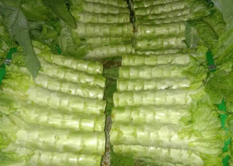 河北香河莴笋大量上市产地直销诚信第一